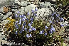 Zierliche Glockenblume als Schwemmling an der Isel