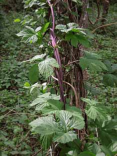 Wilder Hopfen in den Auen der Isel