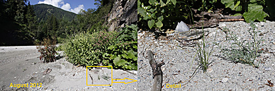 2012: Iselbett mit Jungtamariske am Ausgang der Iselschlucht von Bobojach (August 20129