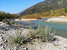 die Isel bei Oberlienz: naturnaher Lebens- und Erholungsraum