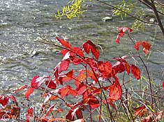 Flammendes Brombeerlaub an der Isel