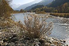 Fruchtendes Weidenröschen an der Isel