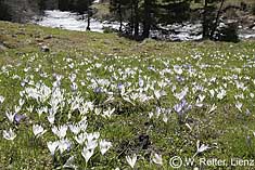 Krokusse am Tauernbach