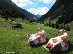 Almfrische im Tauerntal bei Raneburg