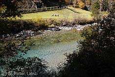 Schafe an der Isel in Hinterbichl