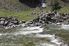 Schafe im ersten Grün am Tauernbach