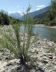 Deutsche Tamariske an der Isel