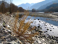 Tamariske an herbstlicher Isel - Osttirol