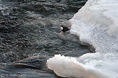 Wasseramsel an der Isel in Lienz