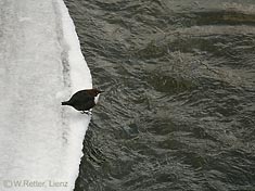 Wasseramsel an der Isel